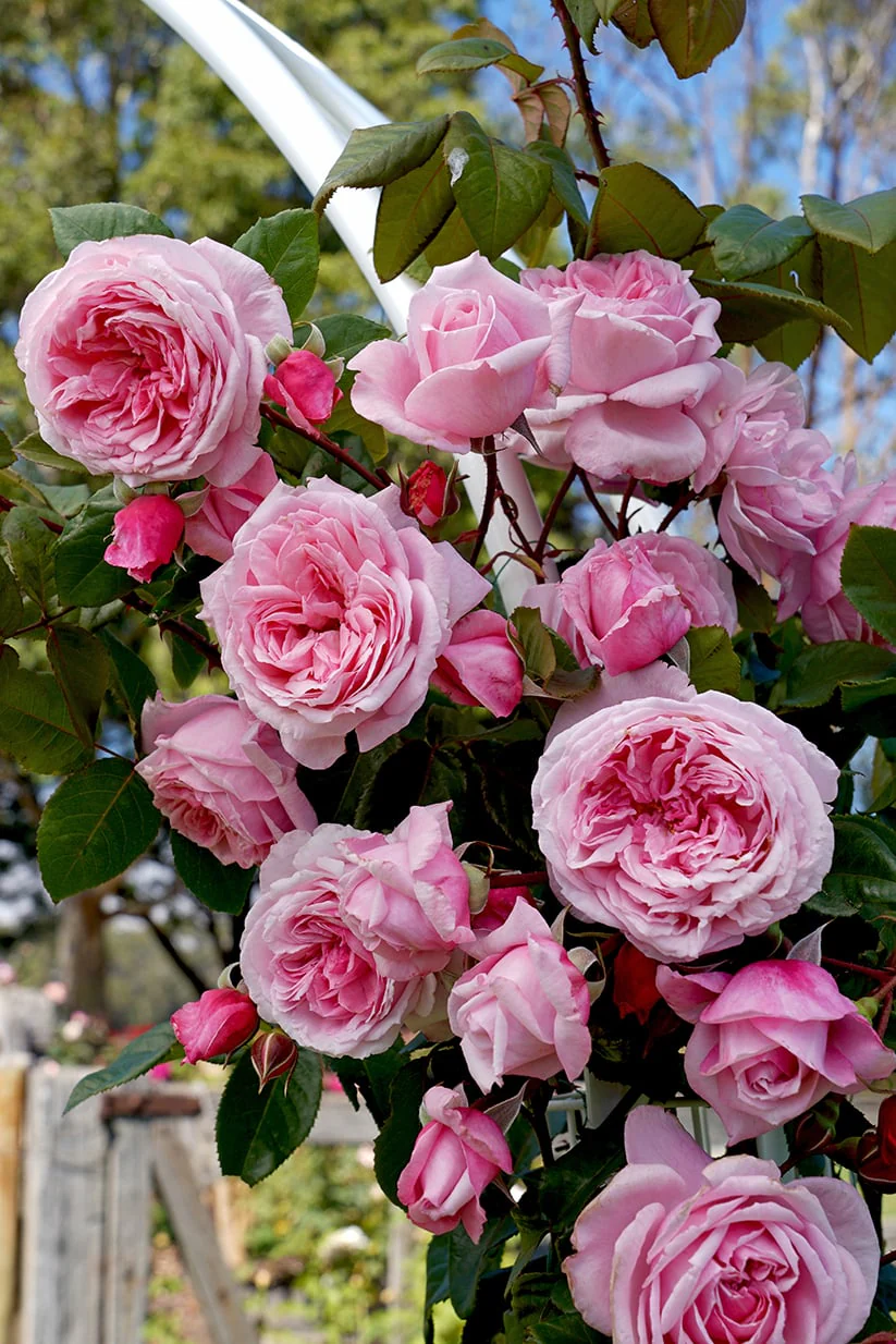 climbing rose