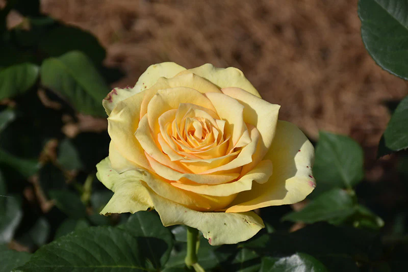 roses